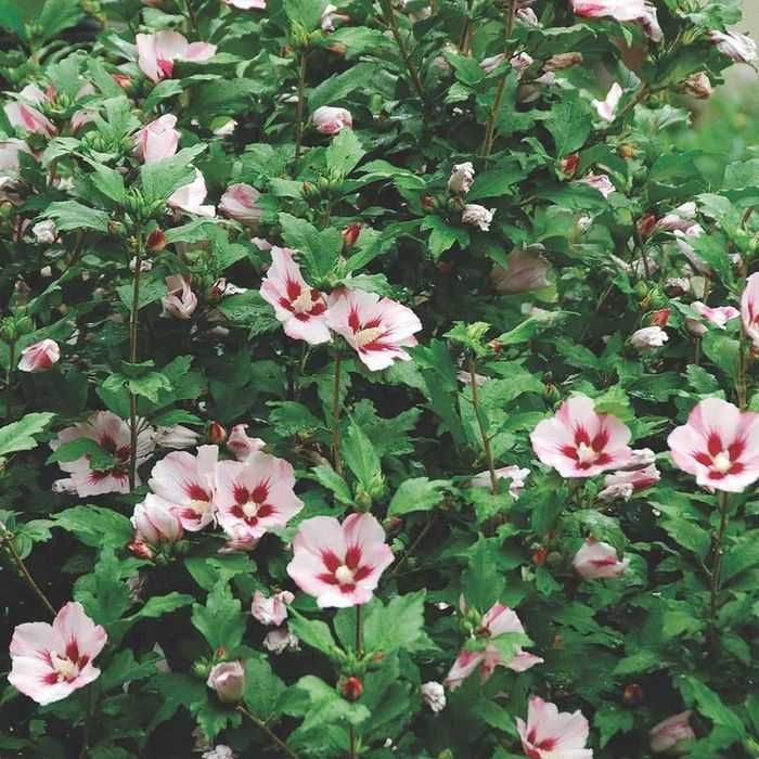 Puieti hibiscus culoare alb si mov