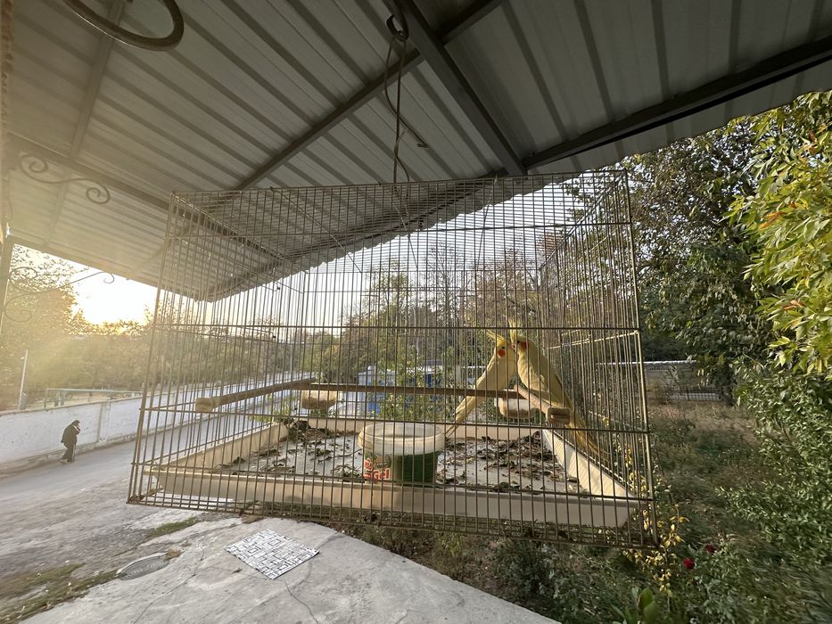 To’tiqush karella juft 2 ta sotiladi qafasi bilan 550000 kelishamiz