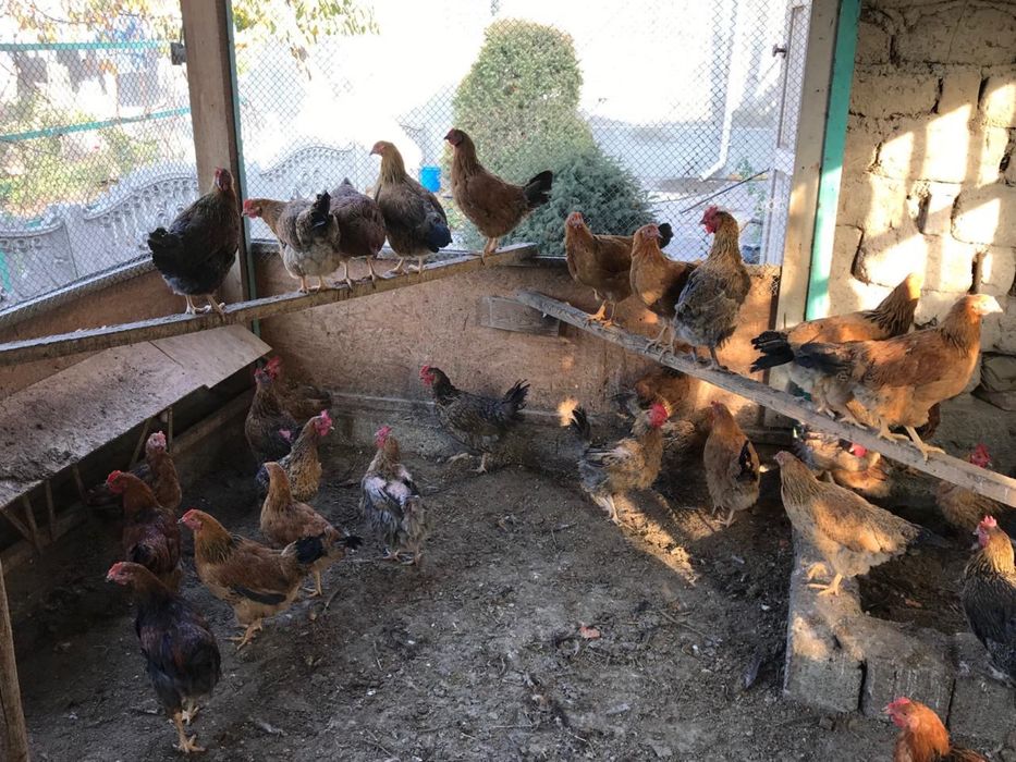 Продаются куры кучинской породы