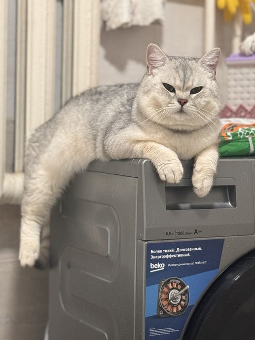 Britanskiy shinshila tozza qon vyaska taklif qilamiz