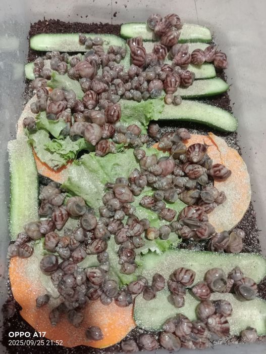 Ulitkalar arzon narxlarda