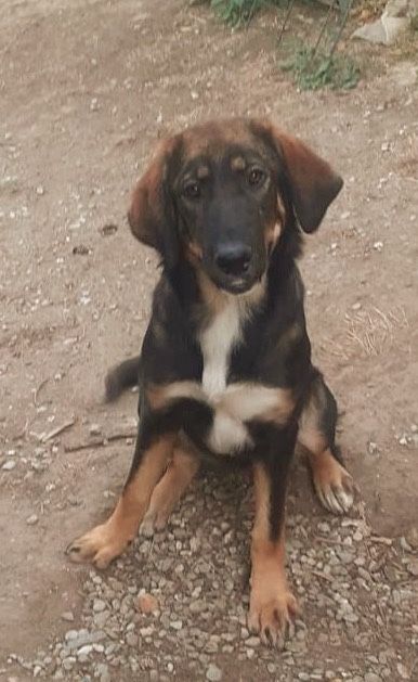 Metisi labrador pui, gratuit