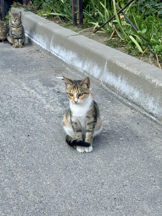 Отдам котенка в добрые заботливые руки