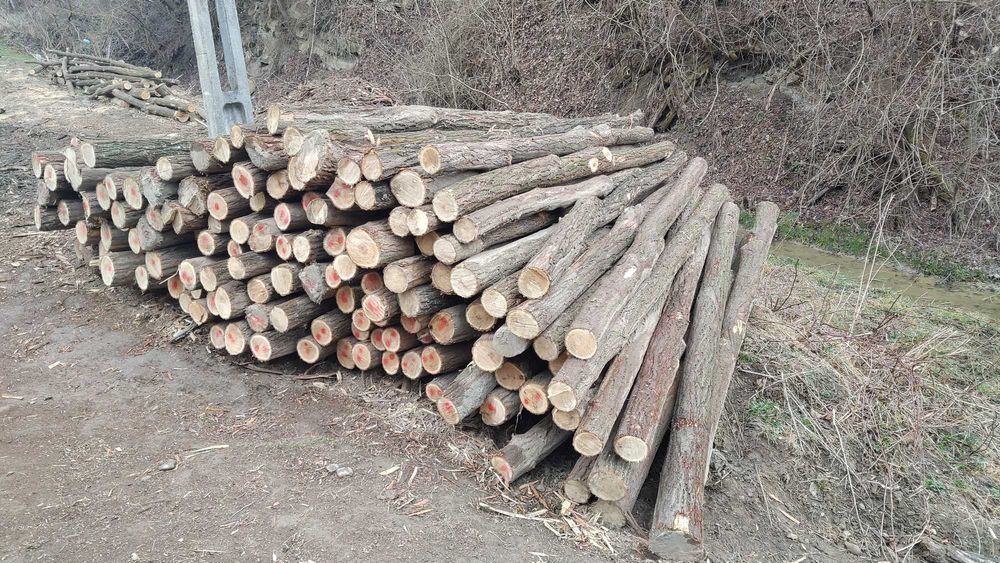 Stalpi din salcam pentru garduri  (araci, bulumaci)