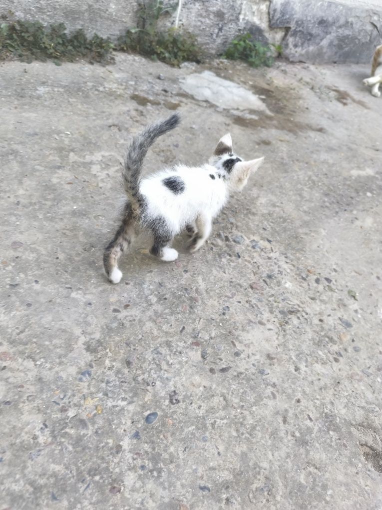 Отдам котят в хорошие руки
