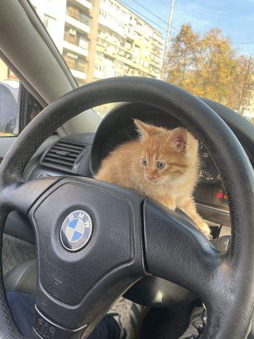 Подарявам бебе коте