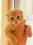 Scottish fold mushuk