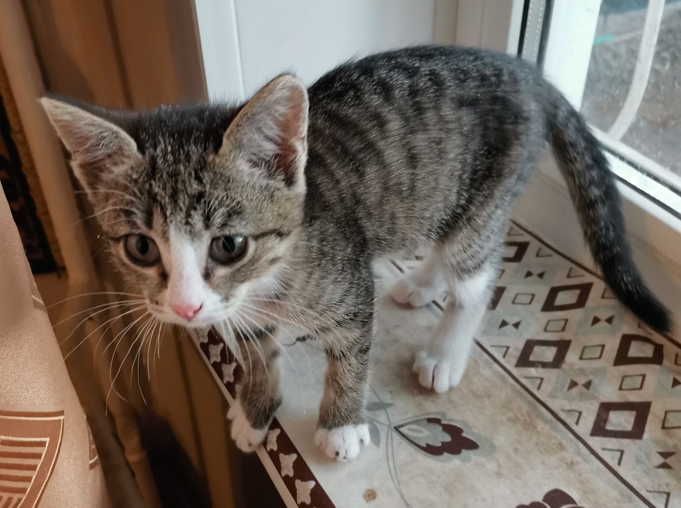 Котенок в добрые руки