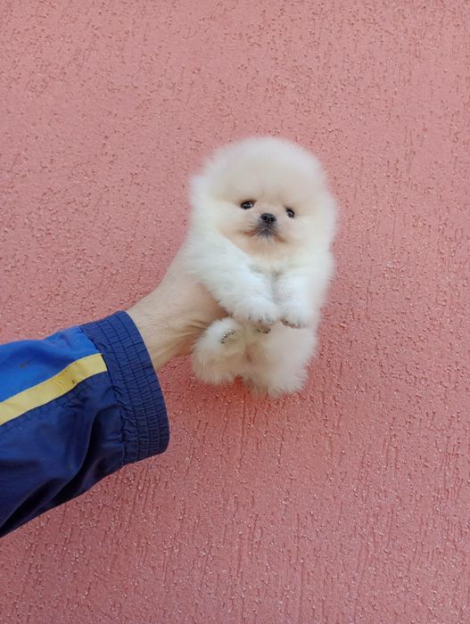 Миниатюрни мини Померани. Реални снимки!
Мъжки Померани. Реални снимки