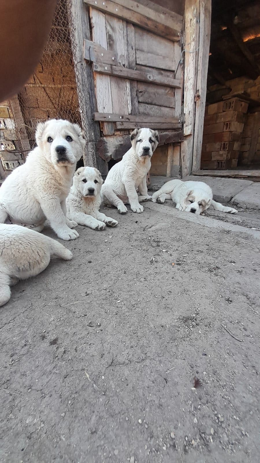 Алабай на 2месеца