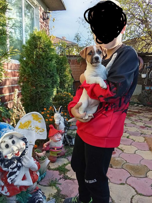 Елитни Джак Териери