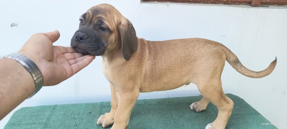 Mascul Cane Corso Italiano