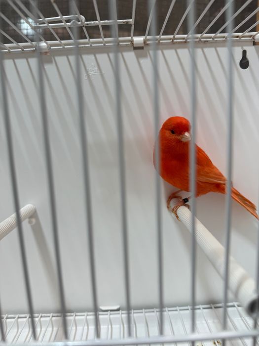 Canari roșii de vanzare