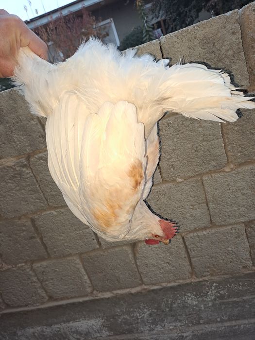 Xuroz sotiladi uyga bokilgan