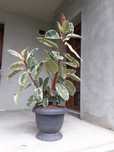 Ficus Elastica belize, natural 120 cm inaltime