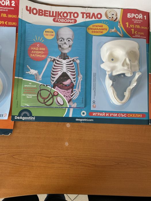 Човешкото тяло-поредца