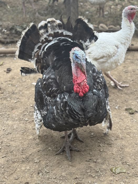 Vand curcani crescuti natural cu porumb