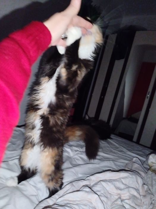 Fetita Maine Coon XXL