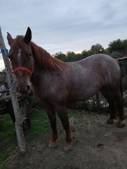 Disponibilă iapa de 7 ani cuminte blândețe fără defecte