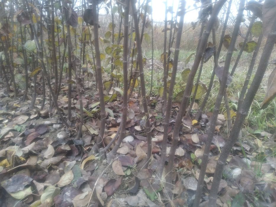 Мевали дарахтлар кучатлари