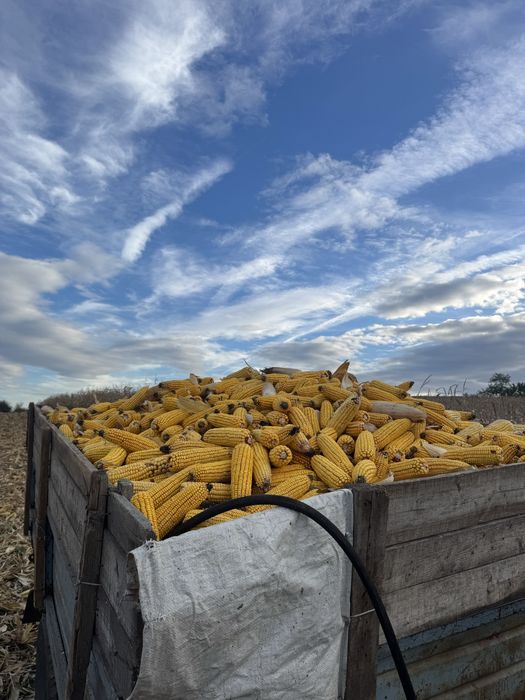 Vând porumb știuleți!!!