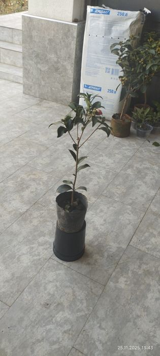 Камелия японская азалия японская