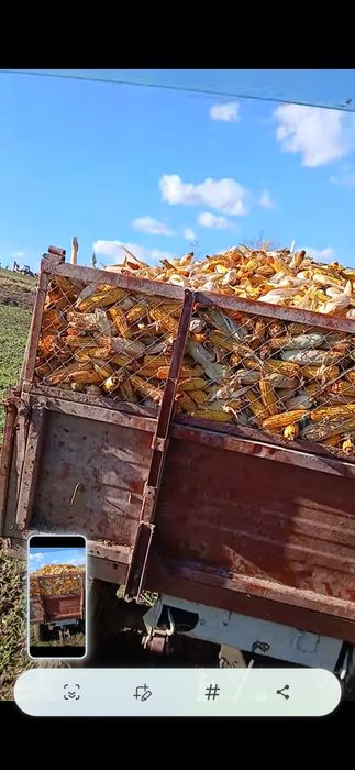 Vand porumb știuleți sau boabe