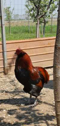 Pereche araucana