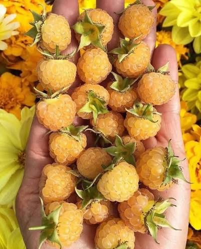 Arbuști fructiferi Zmeur galben