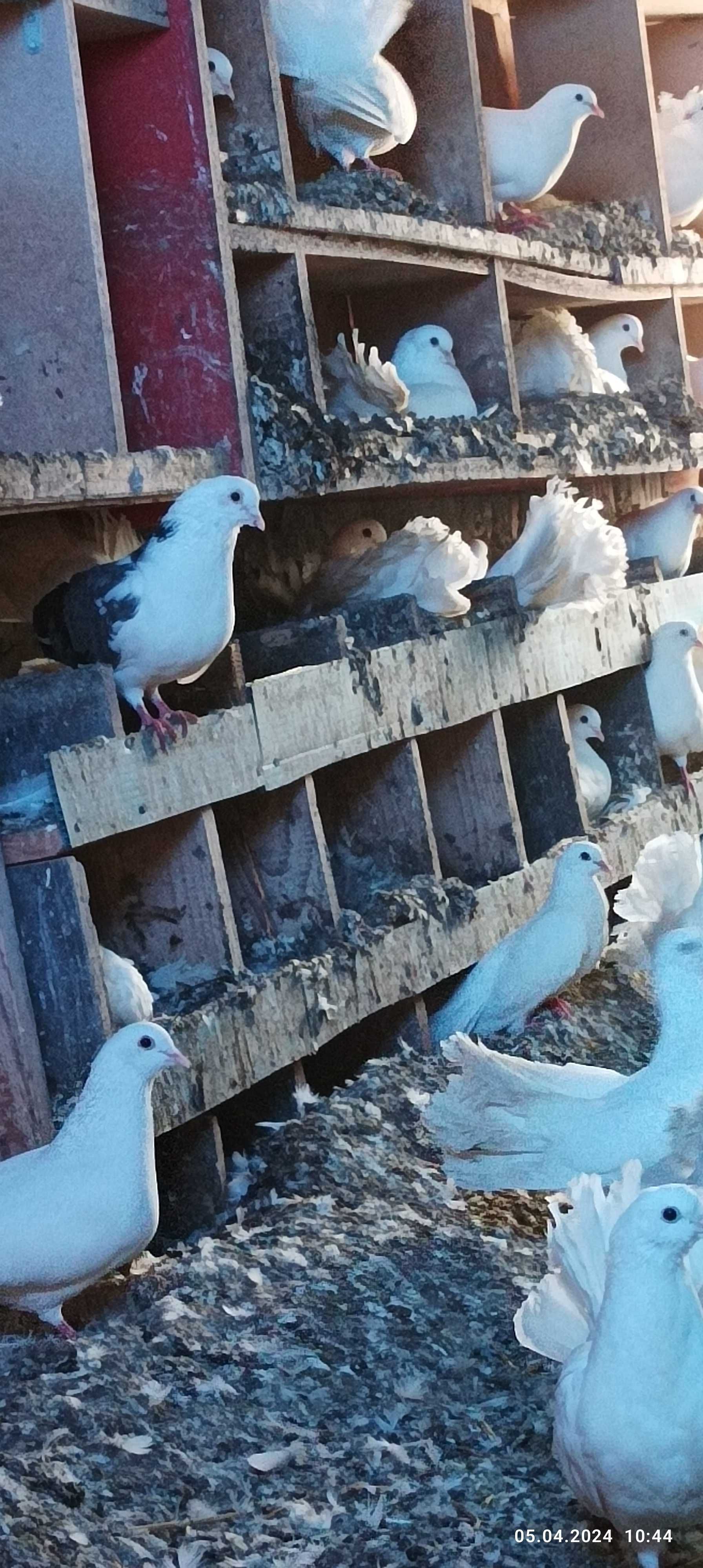 Porumbei de vanzare , { Urziceni }