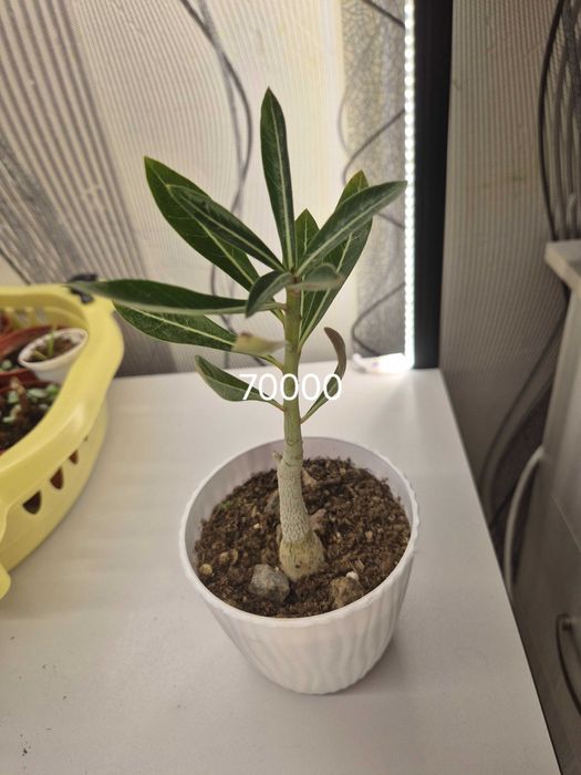 Продаётся комнатные цветы