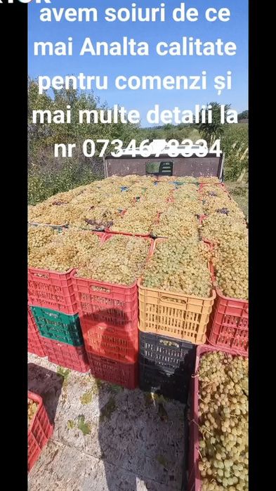 Avem struguri de vin de cea mai analta calitate