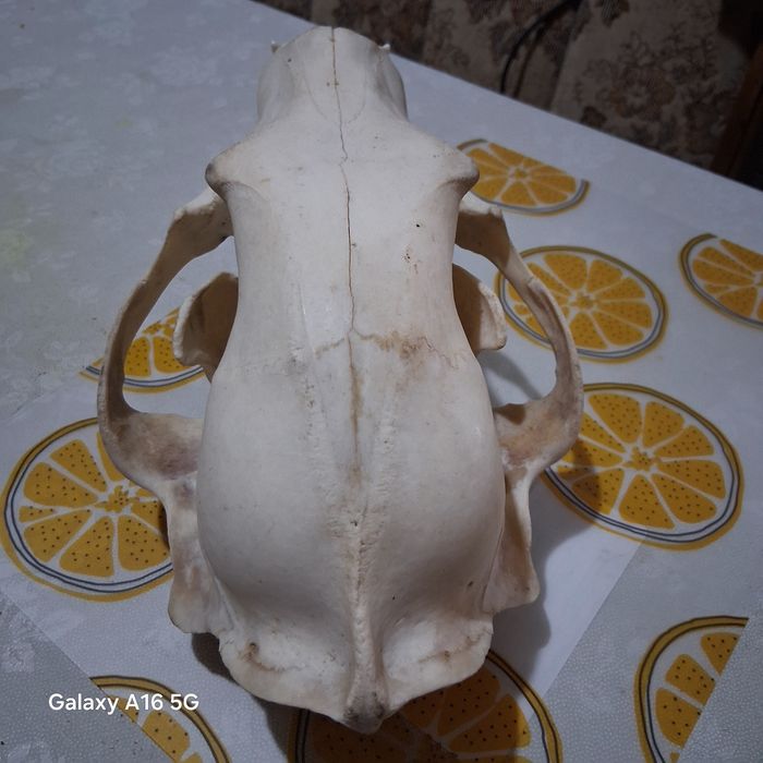 Craniu urs mărime 38cm