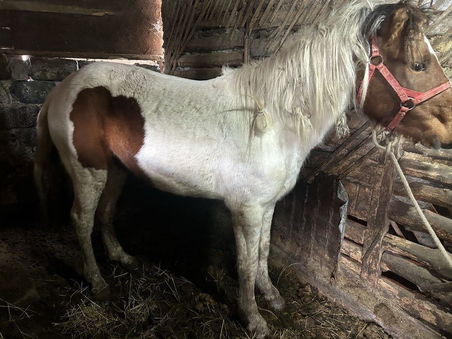 Продам 2 байтала