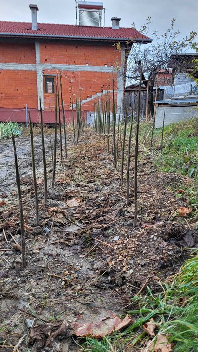 Фиднаки Пауловния