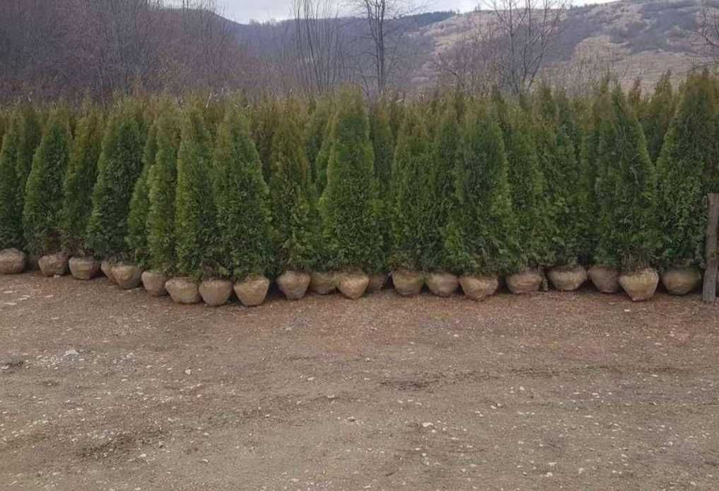 Găsește cele mai frumoase plante pentru curtea ta