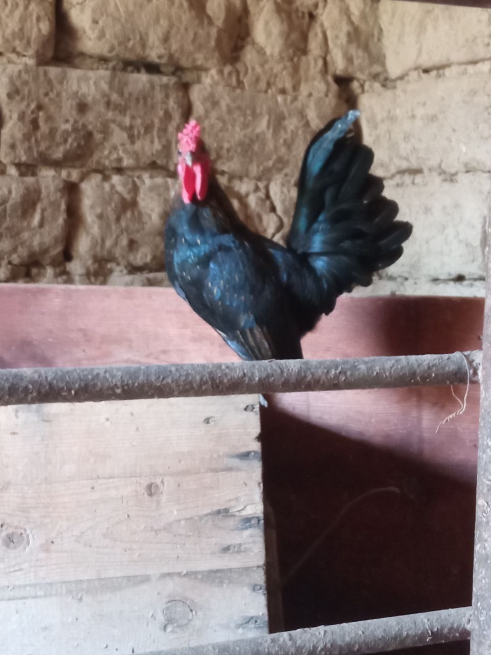 Yapon xoʻroz sotiladi