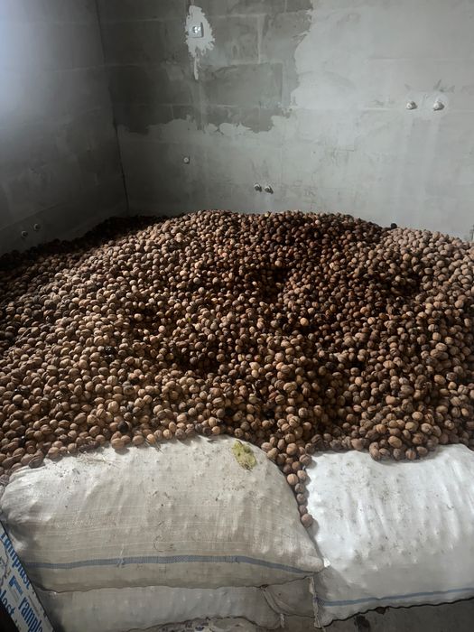 Vând nuci de anul acesta