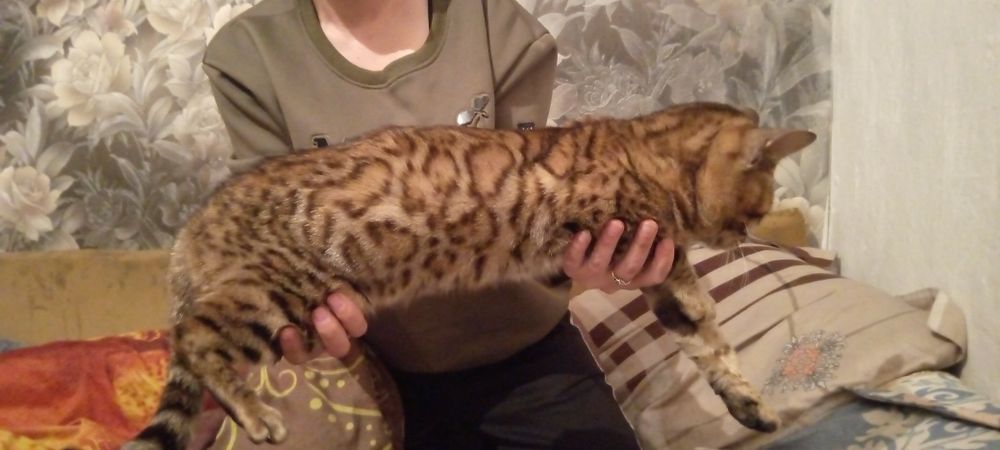 Вязка Бенгал 30000