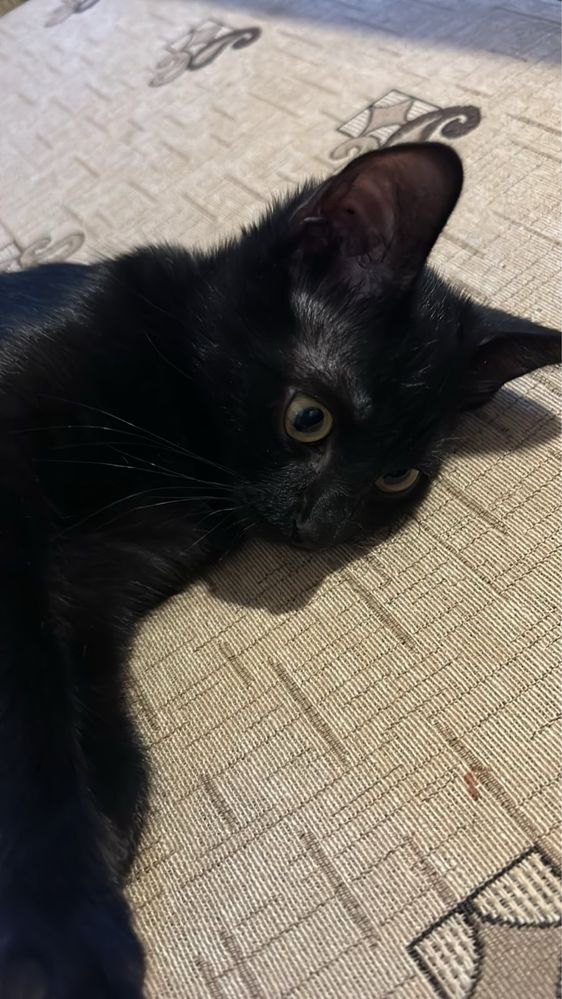 Черно мъжко коте Пловдив