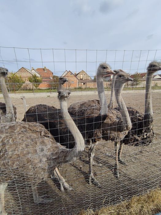 Vând familii de struți