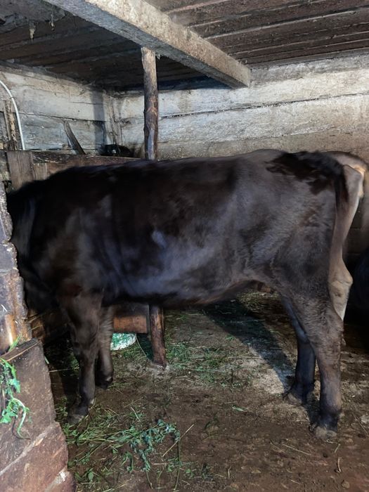 Vând jurincă angus gestantă