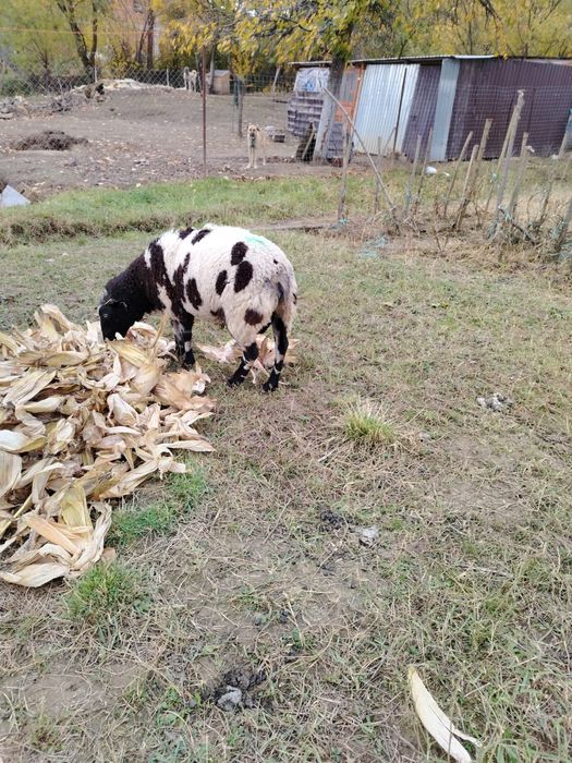 Berbec patat olandez de doi ani