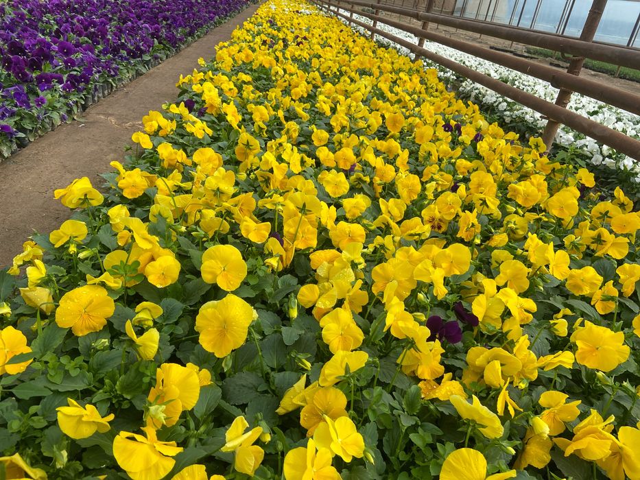 Mavsumiy viola gullari