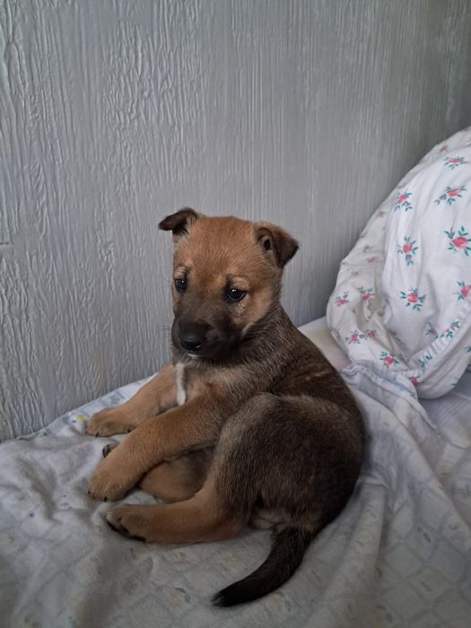 Щенок девочка ищет дом