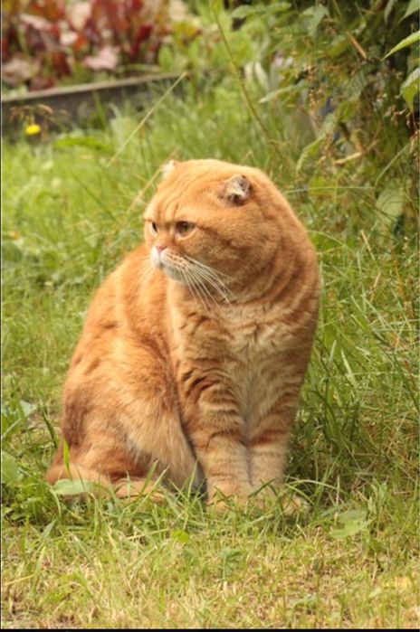 Шотландский вислоухий кот