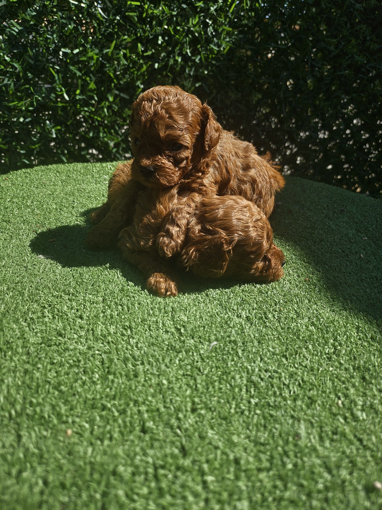 Пудел той/100%Toy poodle 100 % с родословие