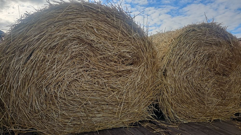 Продам салому ячмень ка