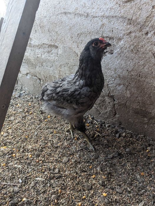 De vânzare cocos araucana