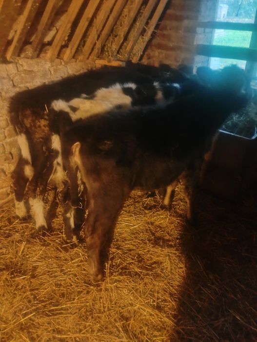 Продавам три  телета